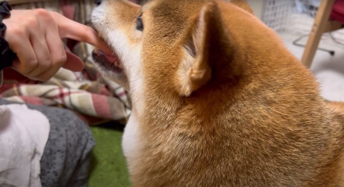 指を噛む柴犬