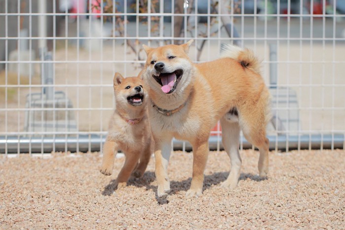 子犬と遊ぶ成犬の柴犬