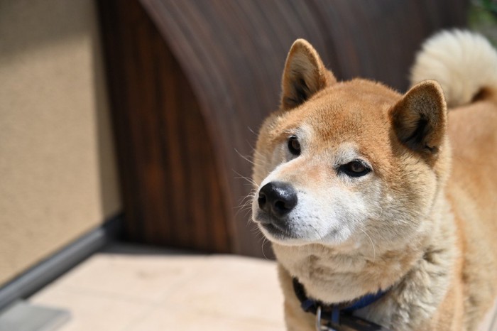 飼い主を見つめる柴犬