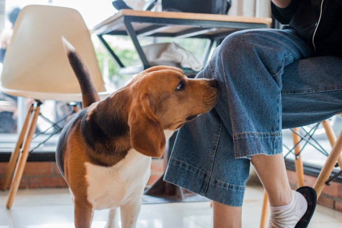 足の匂いを嗅ぐ犬