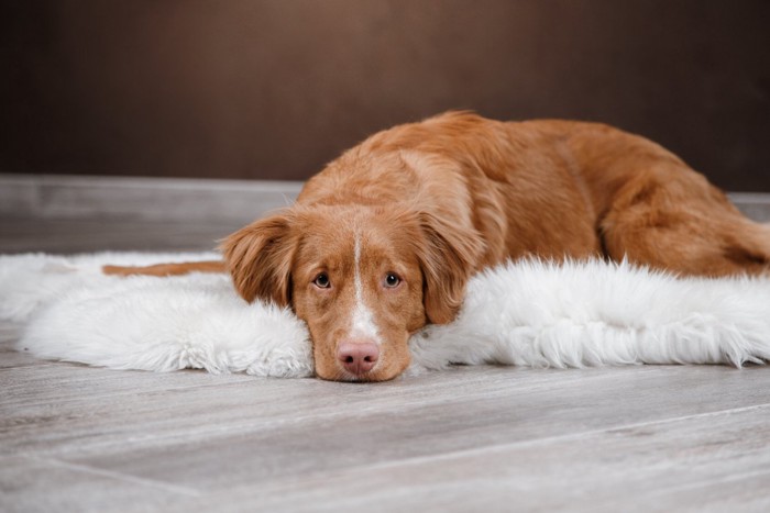 悲しそうな表情の犬