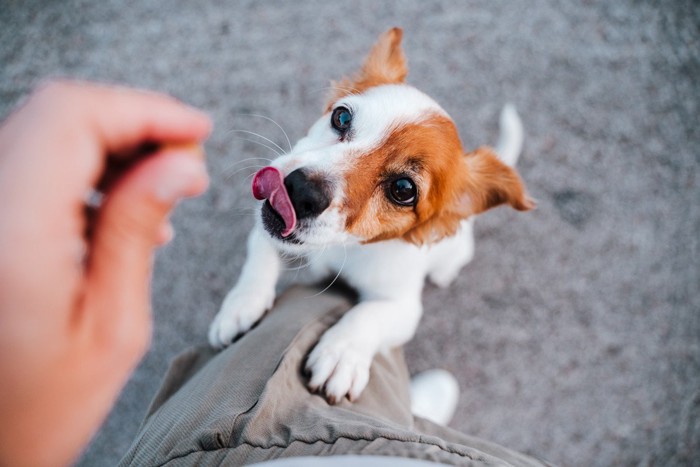 おやつをおねだりする犬、足元に飛びつく