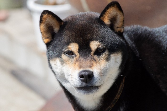 軽く威嚇する犬