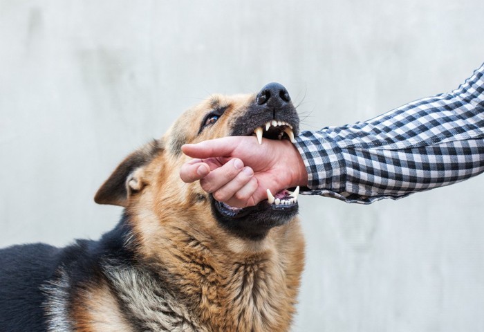 人の手を咬む犬