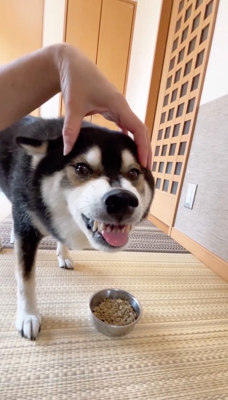 飼い主さんに撫でられながらも…