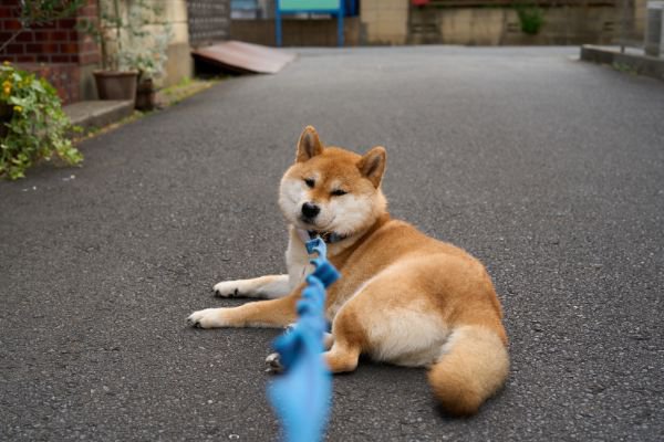 道で座り込む柴犬