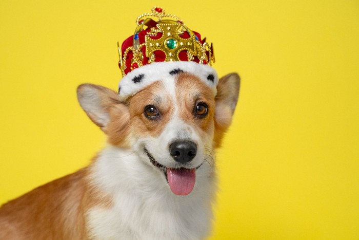 王冠をかぶった犬