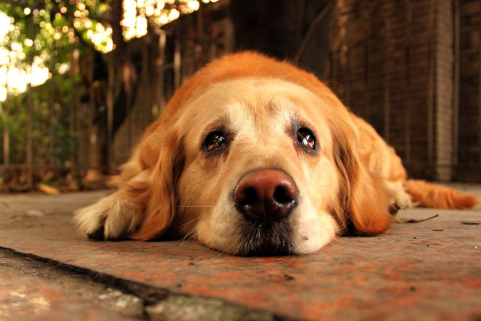 目がうるうるしている犬