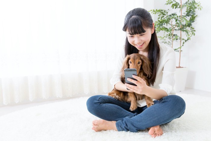 飼い主の膝の上に乗って一緒にスマホを見る犬