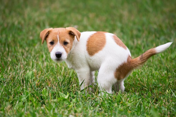 ウンチ中にこちらを見つめる犬