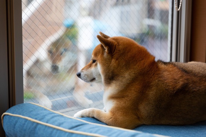 窓の外を眺める柴犬