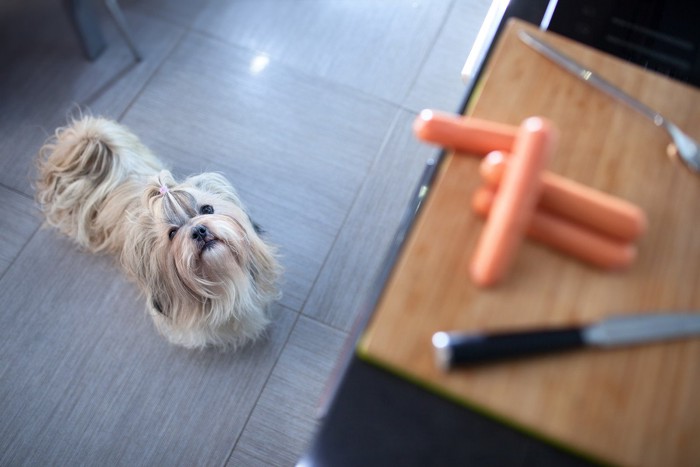 キッチンにいる犬