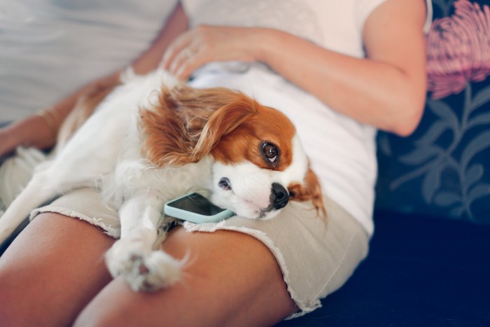 飼い主さんの膝で寝る犬