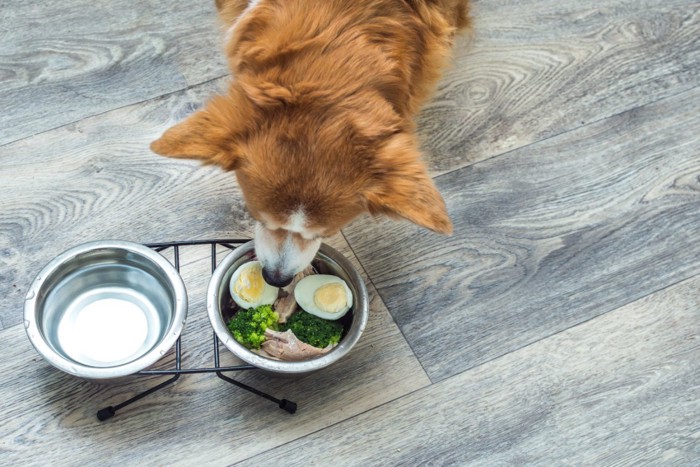 ボールの水を飲む犬