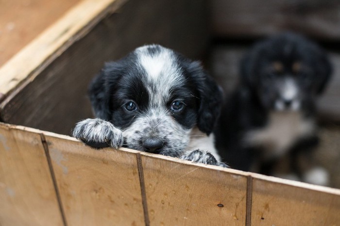 こちらを見つめる犬