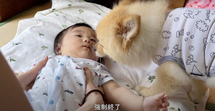 赤ちゃんの顔を舐める犬