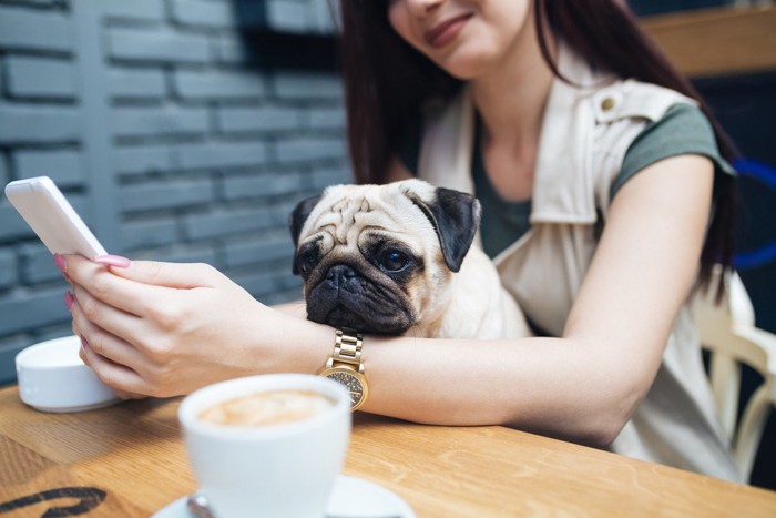 カフェに同伴された犬