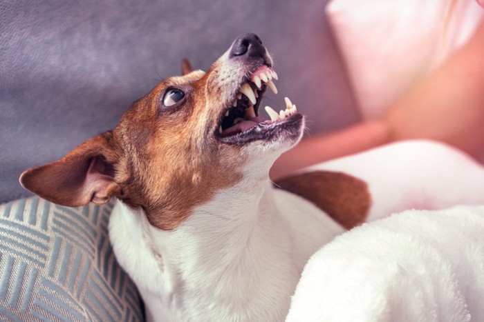 威嚇している犬