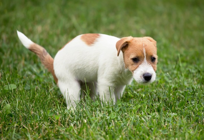 踏ん張るジャックラッセルテリアの子犬