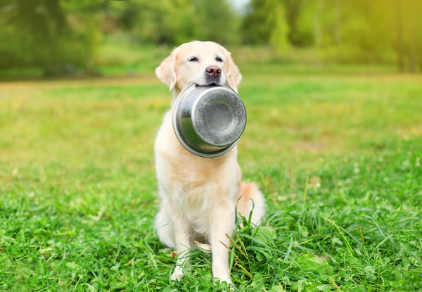 器をくわえる犬