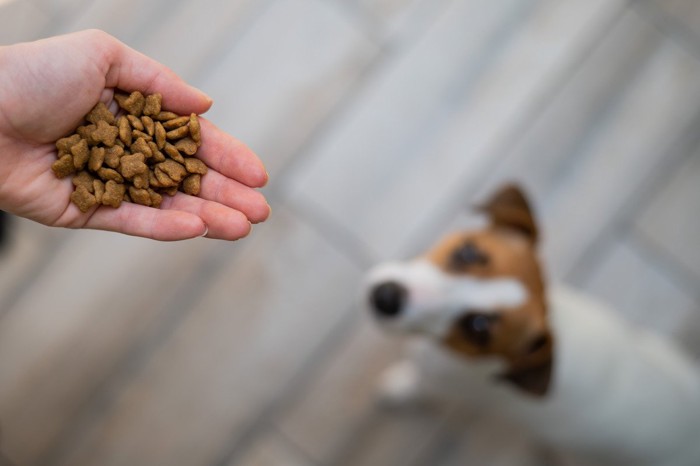 手のひらのフードを見つめる犬