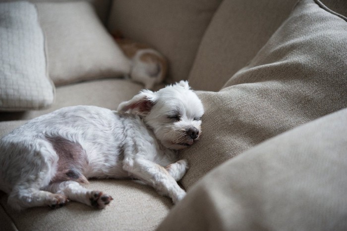 眠る老犬