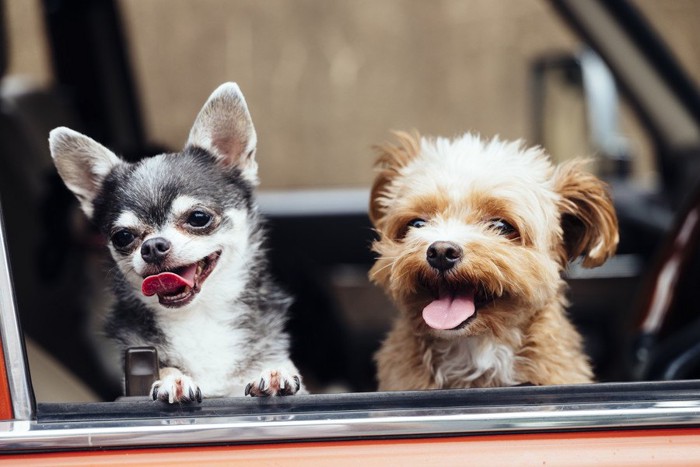 車の窓から顔を出す二匹の犬