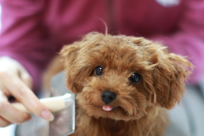 ブラッシングされる犬