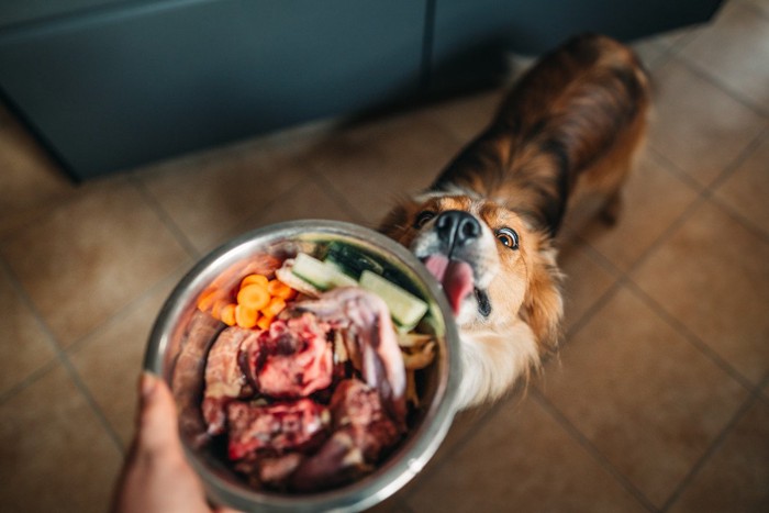 ご飯を食べたそうな犬