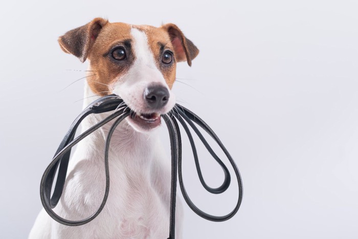 リードを咥える犬