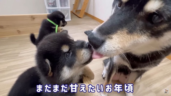 毛繕いする母犬