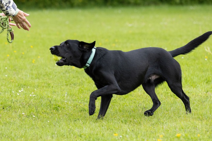 ボールを届けようと突進する犬