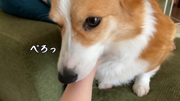 手をなめる犬