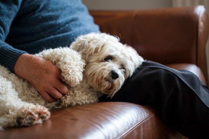 男性になでられている犬