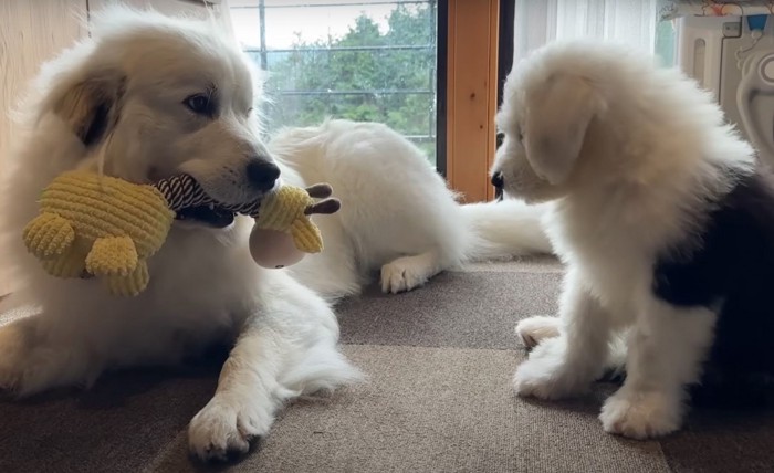 オモチャで遊ぶ犬と見つめる子犬