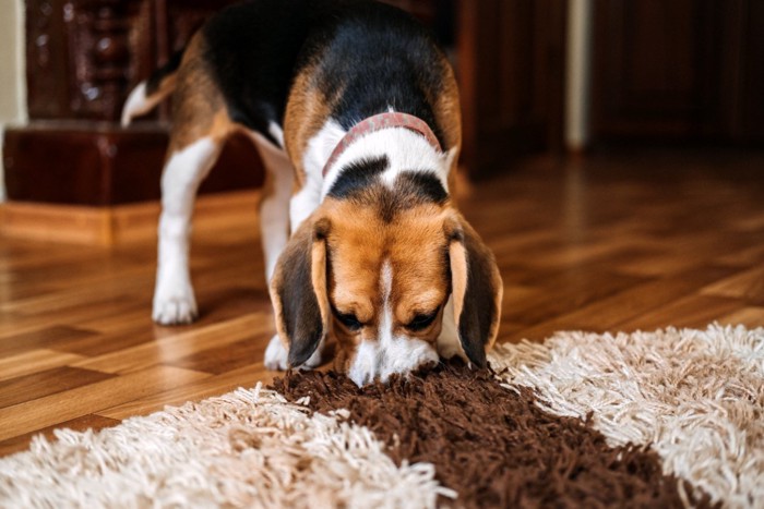 床とマットの匂いを嗅ぐ犬