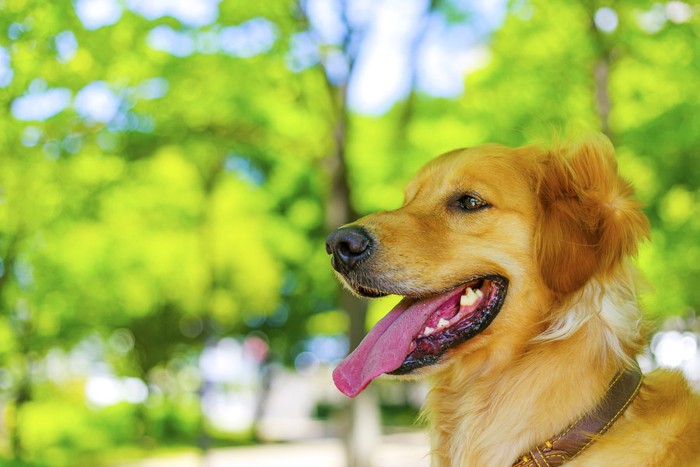 舌をだしている犬