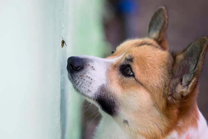 犬と蜂