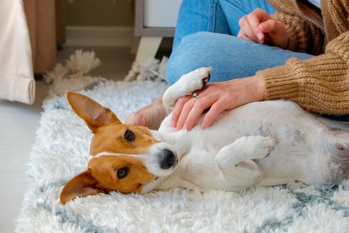 お腹を見せる犬