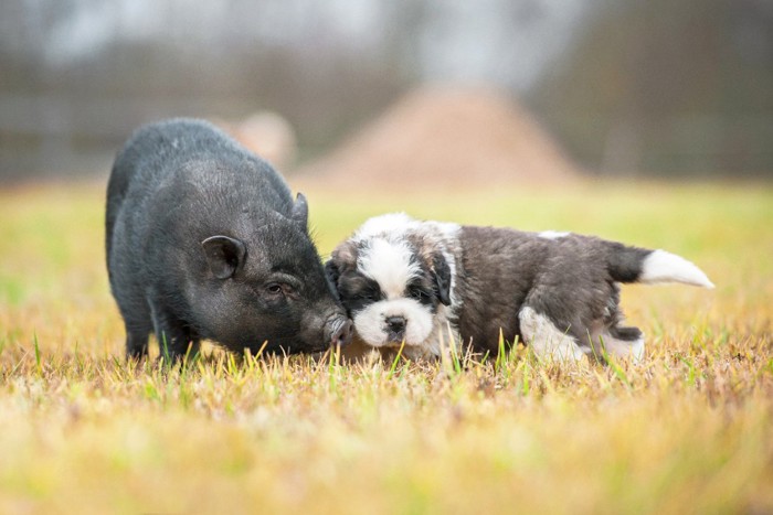 ミニチュアブタとセントバーナードの子犬