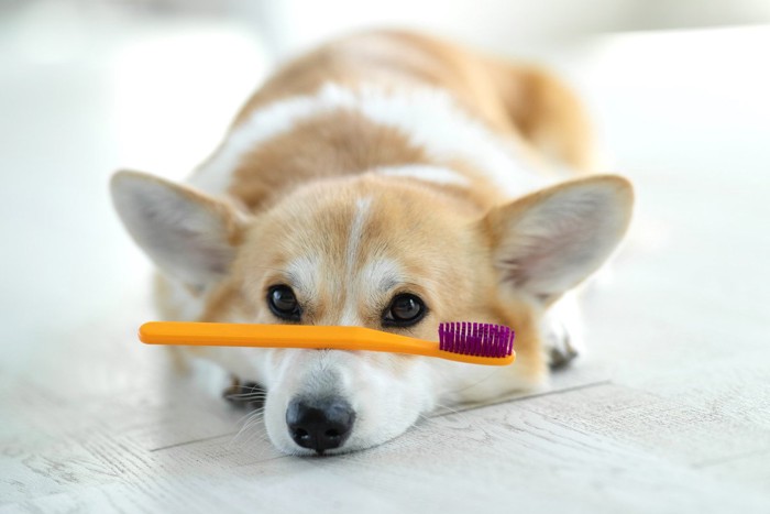 歯ブラシをマズルの上に乗せる犬