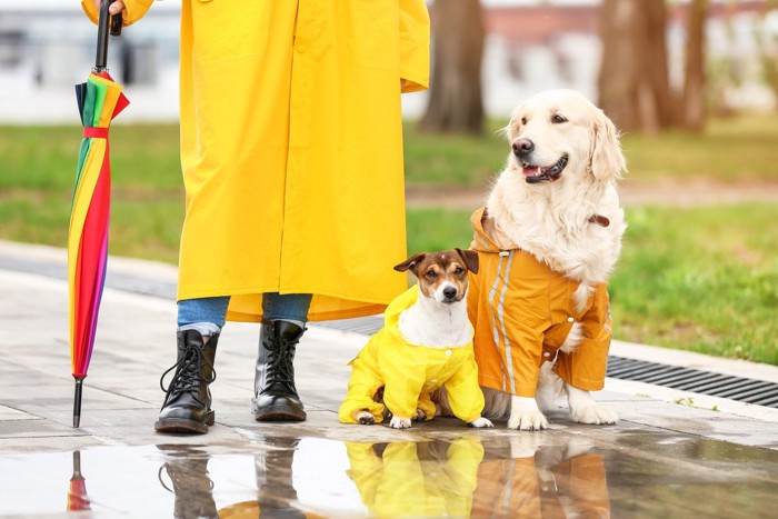 犬二頭と人