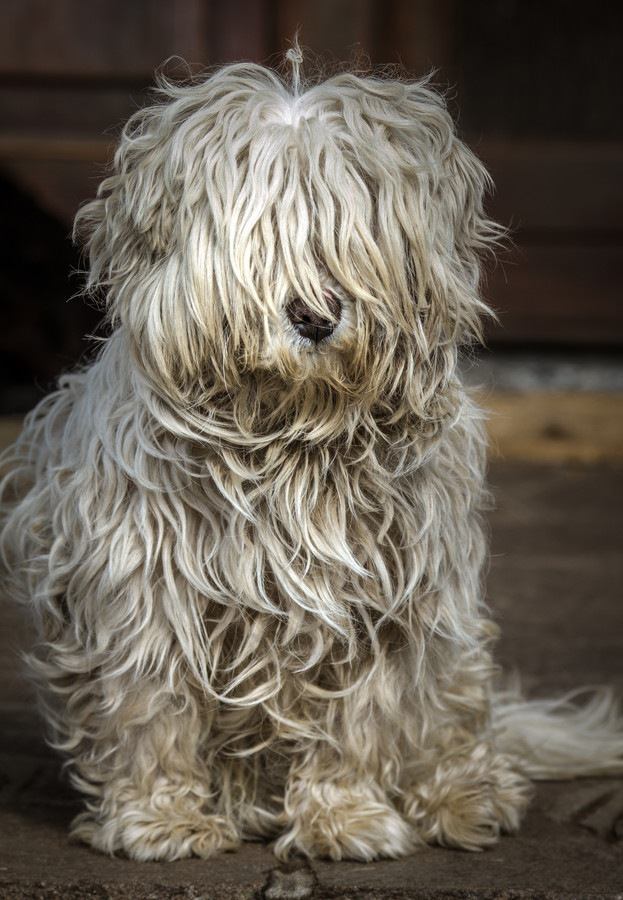 毛むくじゃらの犬