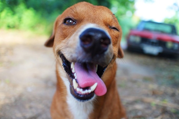 ウィンクする犬