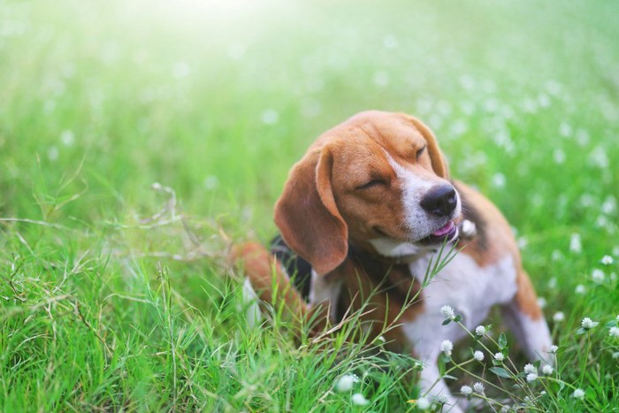 草地で身体を掻いている犬