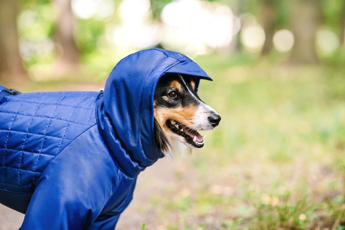 レインコートを着た犬