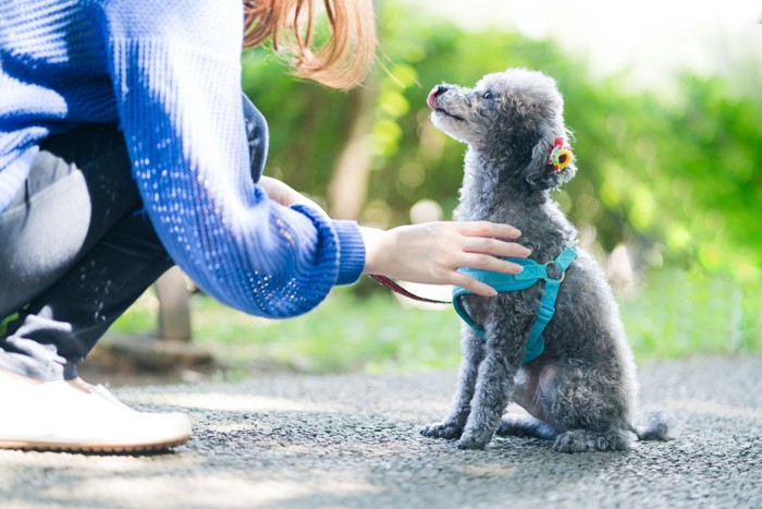 すわれを教わる犬