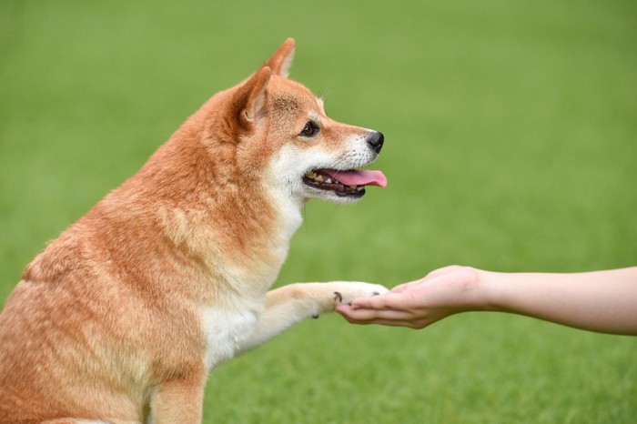 お手をする犬