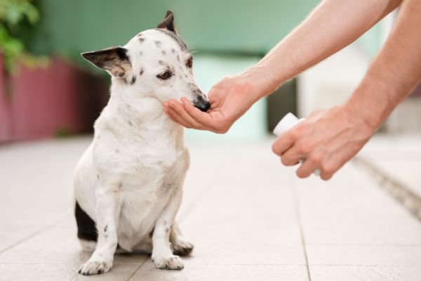 薬の飲む犬