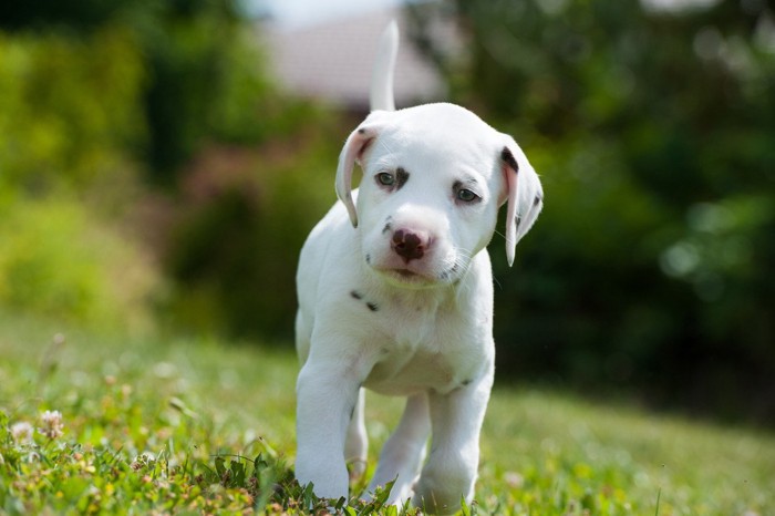 芝生を歩くダルメシアンの子犬